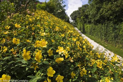 LUIGICONSIGLIO-FOTOGRAFO-giardini-Verona-005