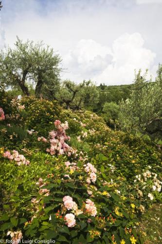 LUIGICONSIGLIO-FOTOGRAFO-giardini-Verona-007