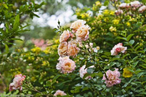 LUIGICONSIGLIO-FOTOGRAFO-giardini-Verona-028