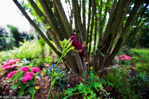 LUIGICONSIGLIO-FOTOGRAFO-giardini-Reggiolo-HotelVillaNabila 20170610 6090