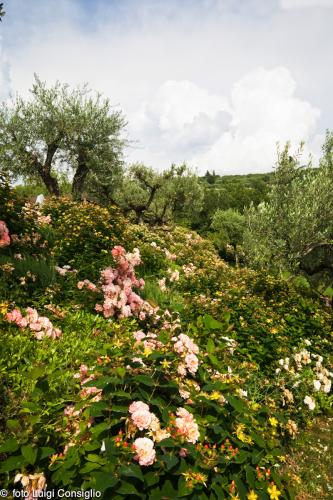 LUIGICONSIGLIO-FOTOGRAFO-giardini-Verona-20180607 0067