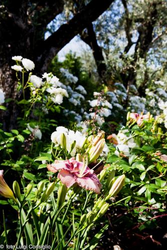 LUIGICONSIGLIO-FOTOGRAFO-giardini-Verona-cisano mg 0963